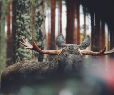 Gdzie występują łosie w Polsce - poznaj ich siedliska