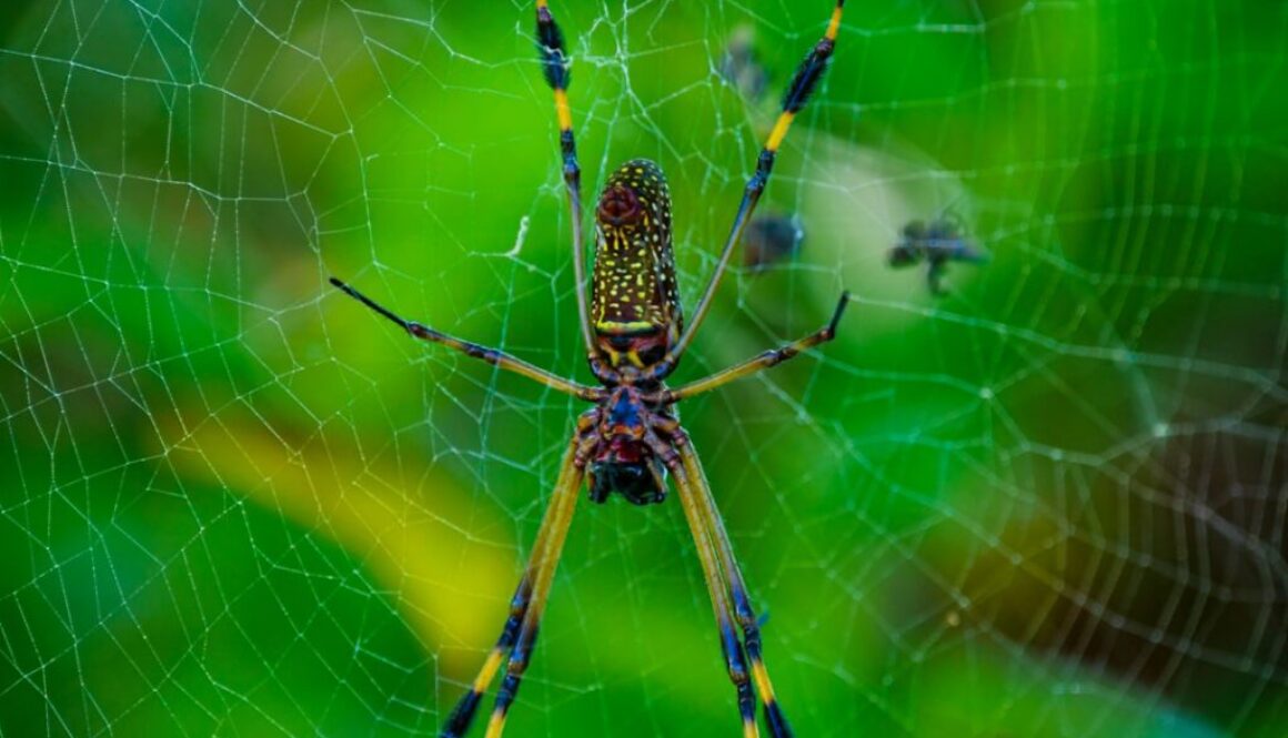Jakie są zwierzęta chronione w Polsce - pełna lista i zasady ich ochrony