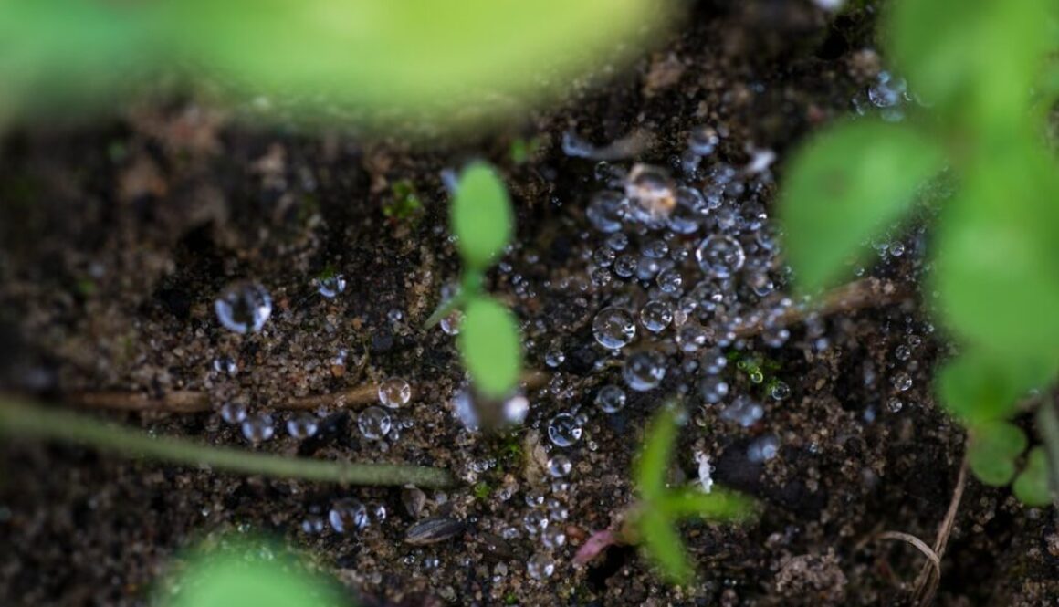 Co to jest mikrobiologia gleby - jej rola w zdrowiu ekosystemów leśnych
