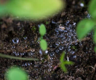 Co to jest mikrobiologia gleby - jej rola w zdrowiu ekosystemów leśnych