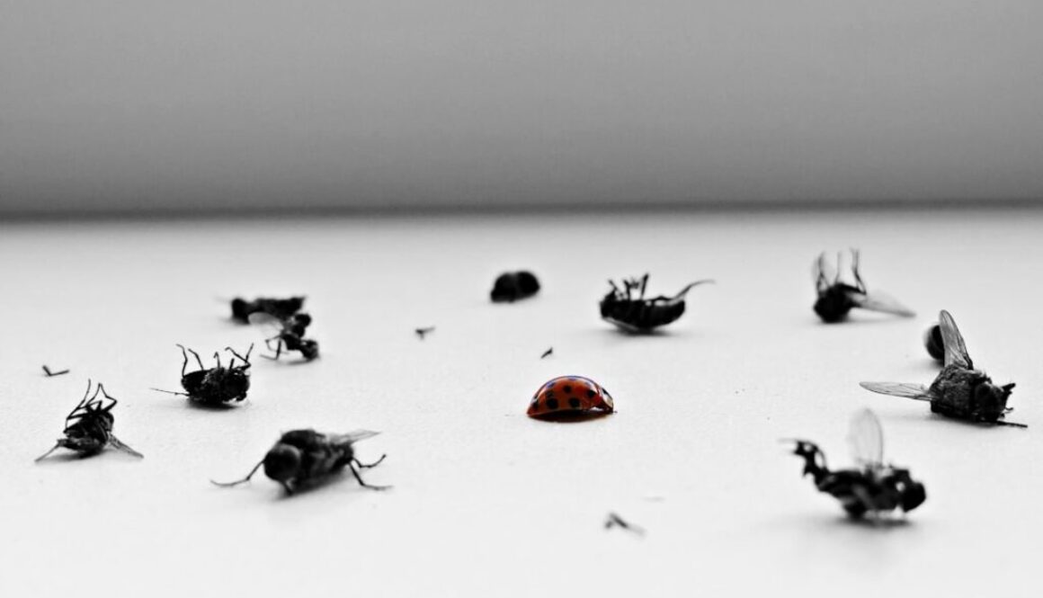 Jak kleszcze przenoszą choroby - ochroń siebie i swojego zwierzaka