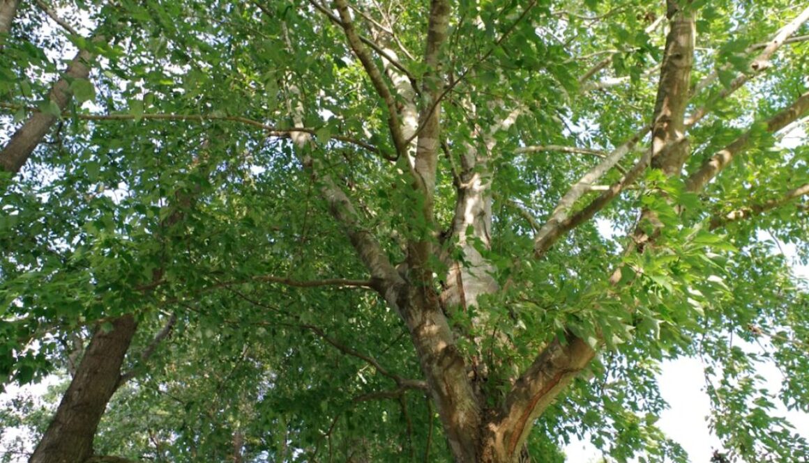 Jak dbać o drzewa w ogrodzie - porady na zdrowe rośliny