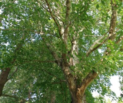 Jak dbać o drzewa w ogrodzie - porady na zdrowe rośliny