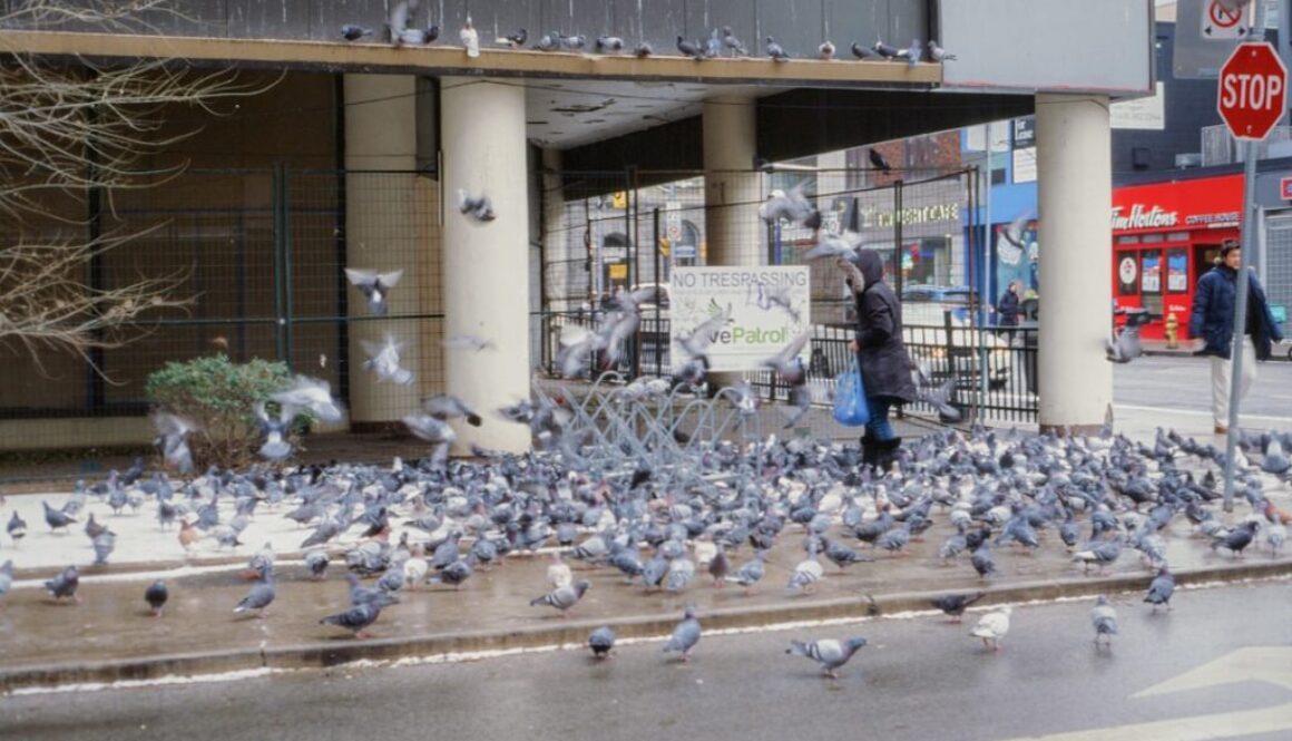 Wpływ urbanizacji na życie zwierząt - jak miasta zmieniają faunę