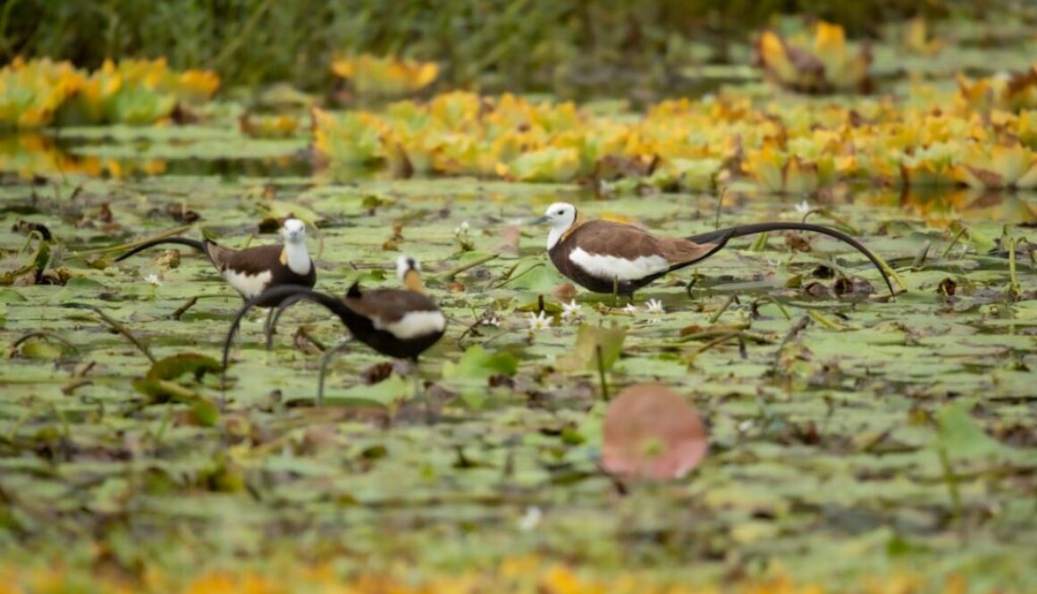 Różnorodność biologiczna na mokradłach - dlaczego są tak cenne dla ekosystemu