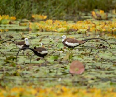 Różnorodność biologiczna na mokradłach - dlaczego są tak cenne dla ekosystemu