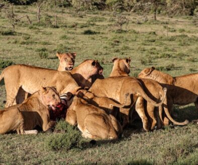 Jak chronić dzikie zwierzęta - co robić gdy spotkasz ranne zwierzę