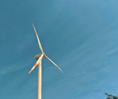 Wpływ wiatraków na ptaki - jak farma wiatrowa zagraża ptakom