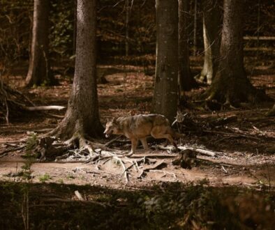 Tajemnice życia wilków - ich historia i rola w polskim ekosystemie